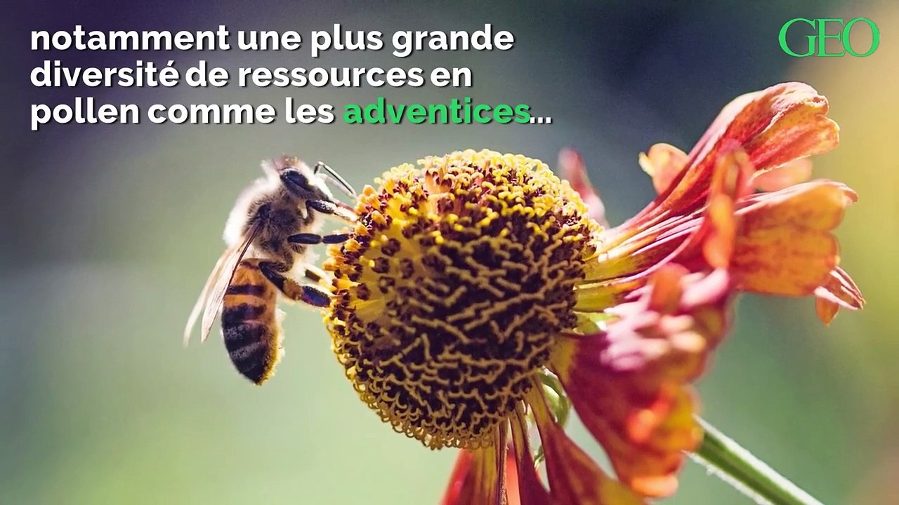 L'agriculture bio booste les performances des colonies d'abeilles mellifères