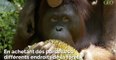 Bornéo : une forêt remplie d'orangs-outans pourrait être sauvée grâce à un projet surprenant