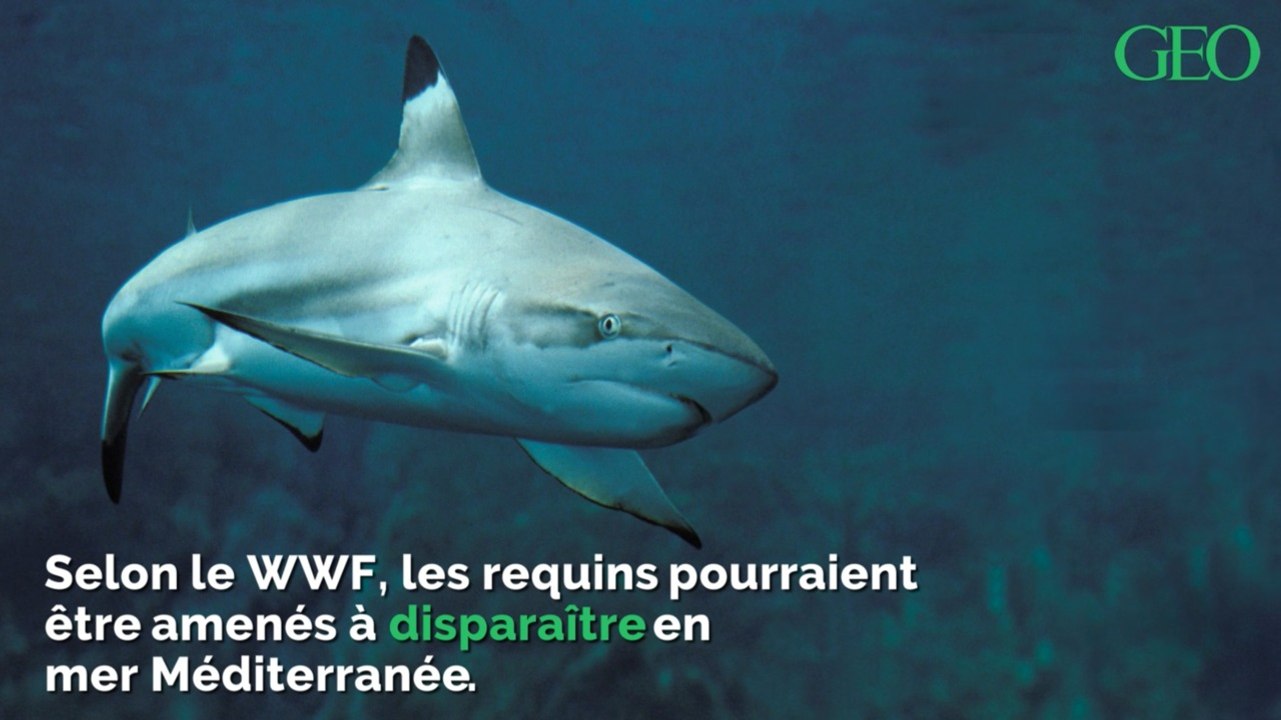 Selon le WWF, les requins pourraient disparaître de la mer Méditerranée