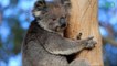 On sait maintenant pourquoi les koalas enlacent les arbres