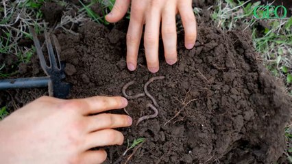 Pourquoi le déclin des vers de terre est une mauvaise nouvelle pour la planète