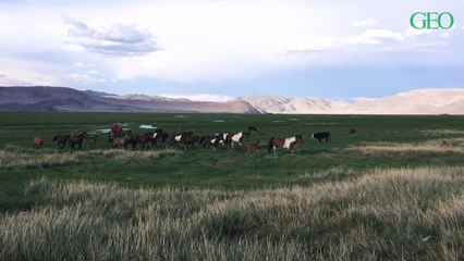 On a suivi une famille nomade dans la steppe mongole pendant la transhumance