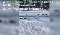 Canada : des phoques envahissent un village