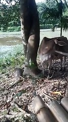 Funny Cow - I can say you never seen before. এই প্রথম - আগে কখনো দেখেননি