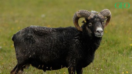 Tout quitter pour aller s'occuper de moutons rares sur une petite île écossaise