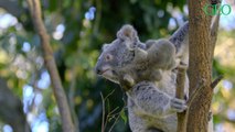 En Australie, les koalas sont désormais 