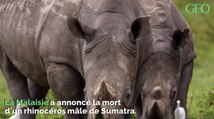Le dernier rhinocéros mâle de Sumatra vivant en Malaisie est mort
