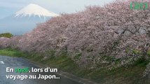 Découvrez comment un Britannique a sauvé les cerisiers japonais de l'extinction
