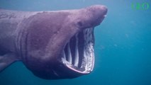 Le requin-pèlerin, ce géant des mers mystérieux