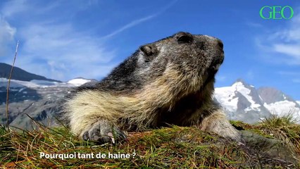 Pourquoi les marmottes sont-elles aussi agressives ?
