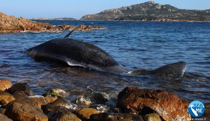 Un cachalot rempli de 22 kilos de plastique s'échoue sur une plage de Sardaigne