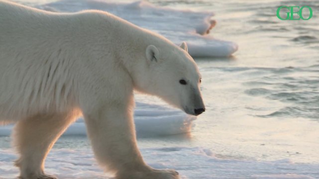 1 million d'espèces menacées d'extinction : le rapport alarmant de l'IPBES