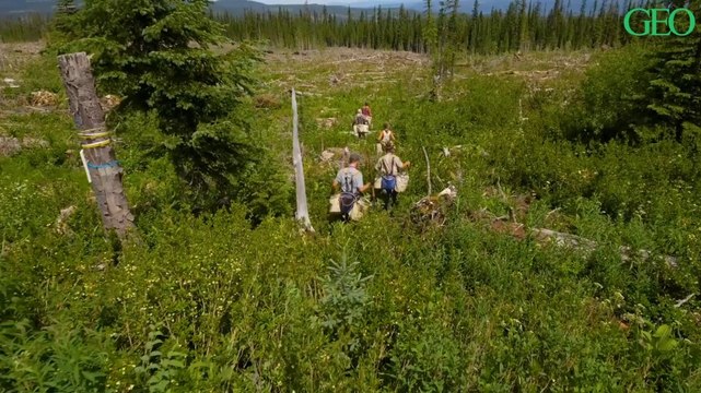 Canada : ces étudiants plantent jusqu'à 6000 arbres par jour