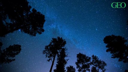 Les arbres dorment-ils après la tombée de la nuit ?