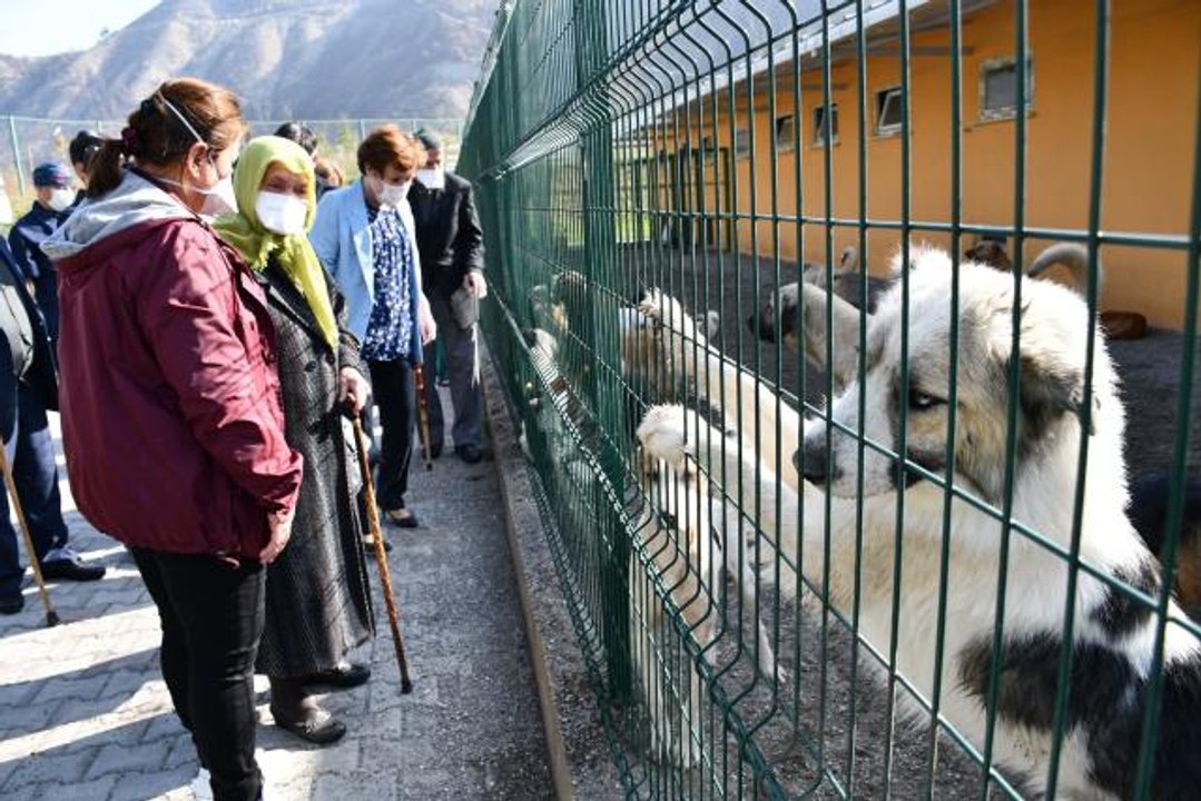 Huzurevi sakinleri hayvan barınağında "can dostları"yla bir araya geldi