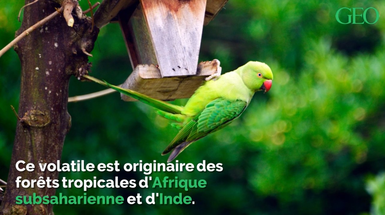 Espèce exotique envahissante, la perruche à collier gagne du terrain en Ile-de-France