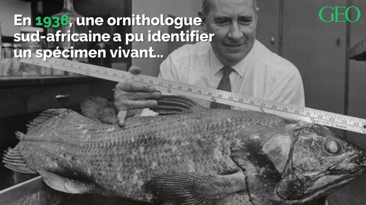 Voici 3 espèces que l'on pensait éteintes et qui n'ont en fait jamais disparu