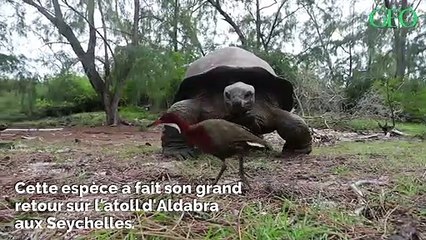 Cet oiseau disparu il y a 136 000 ans est revenu d'entre les morts aux Seychelles