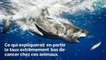 Longévité, résistance au cancer... D'où viennent les superpouvoirs des grands requins blancs ?
