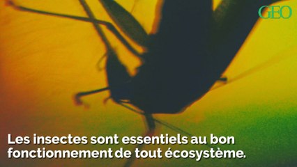 La totalité des insectes pourrait disparaître d'ici un siècle... Voici pourquoi