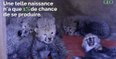 États-Unis : un zoo annonce la naissance de guépards septuplés