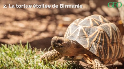 La situation de ces espèces menacées pourrait s'améliorer en 2019