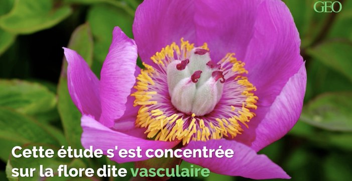 En France métropolitaine, plus de 700 espèces de plantes présentent un risque d'extinction