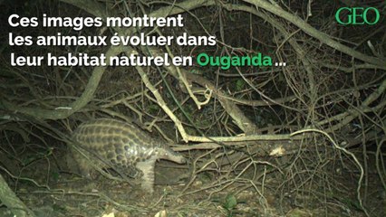 Un zoo dévoile des images rarissimes de pangolins géants en Ouganda