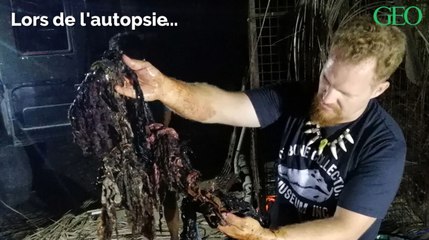 Philippines : cette baleine morte avait 40 kilos de plastique dans son estomac