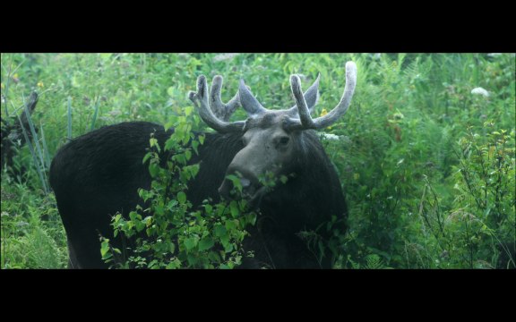 Bande-annonce Dans les bois