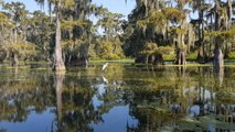 Immersion dans les bayous de la Louisiane [GEO]
