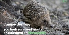 Normandie : des centaines de hérissons morts sans explication