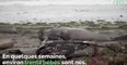 États-Unis : des éléphants de mer ont envahi une plage à cause du shutdown