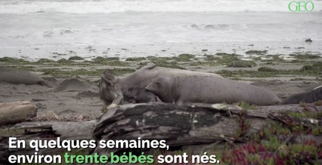 États-Unis : des éléphants de mer ont envahi une plage à cause du shutdown