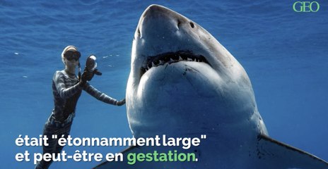 Hawaii : des plongeurs ont nagé avec un gigantesque requin blanc