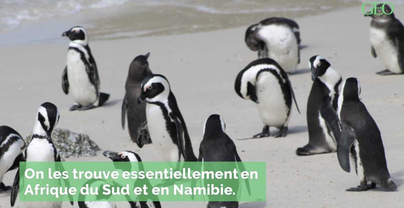 Afrique du Sud : les manchots du Cap bientôt sauvés par la PMA ?