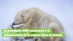 L'ours polaire, une espèce en danger