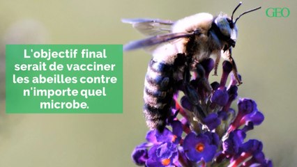 Les abeilles bientôt sauvées par un vaccin ?