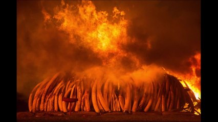 Des photographes s'engagent pour sauver la faune sauvage
