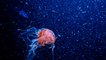 Les méduses, sentinelles des océans, par Alex Soloviev [GEO]