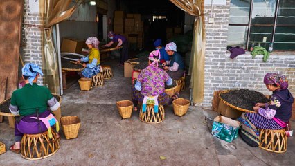 Chine : les secrets du pu'er, thé noir le plus célèbre du Yunnan [GEO]