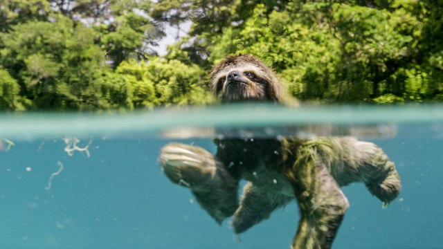 Extrait d'Un nouveau jour sur Terre : un paresseux au large du Panama [GEO]