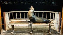 Galápagos : des animaux, des animaux, encore des animaux [GEO]