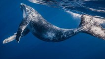 Trois questions au chercheur Olivier Adam sur les baleines à bosse