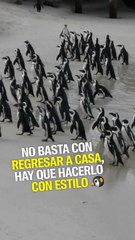 Estos pingüinos regresan a casa