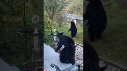 Bear Cubs Munch on Pumpkin