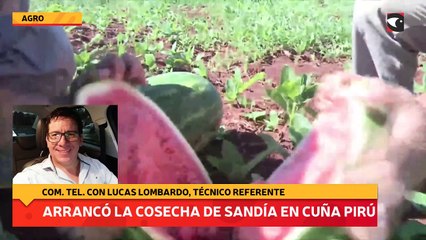 Arrancó la cosecha de sandía en Cuña Pirú