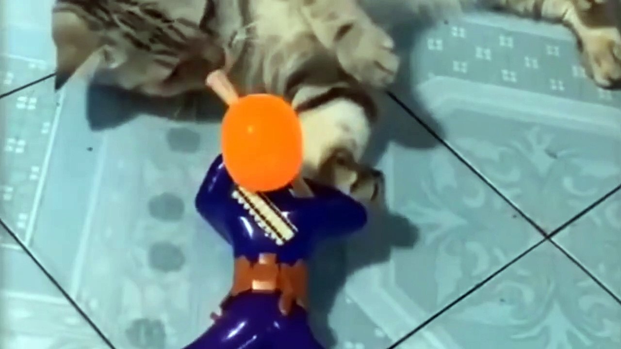 Cute and funny pets - try not to laugh to these pets compilation #1 Animal And Nature