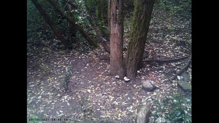 FAUNE SAUVAGE LE 28 OCTOBRE 2021