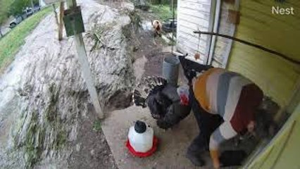 Stevie the Turkey Pecks Owner in the Butt